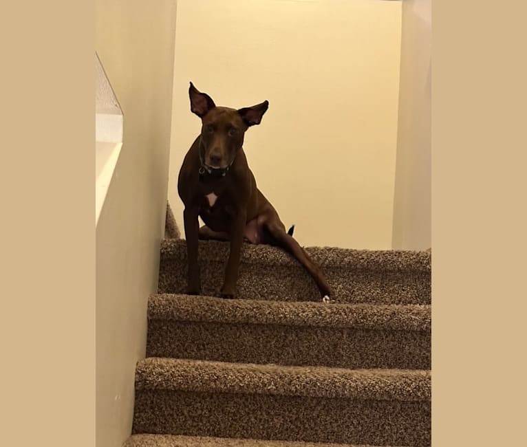 Lana, an American Pit Bull Terrier and Greyhound mix tested with EmbarkVet.com