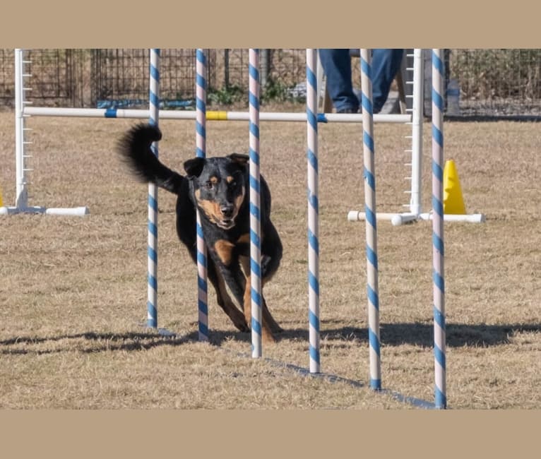 Flocka, a Chow Chow and Australian Cattle Dog mix tested with EmbarkVet.com