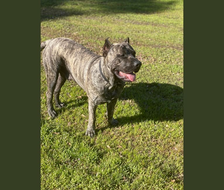 Nino De Akiva K9, a Perro de Presa Canario tested with EmbarkVet.com