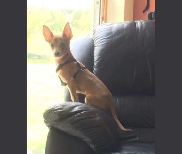 Westin, a Chihuahua and Rat Terrier mix tested with EmbarkVet.com