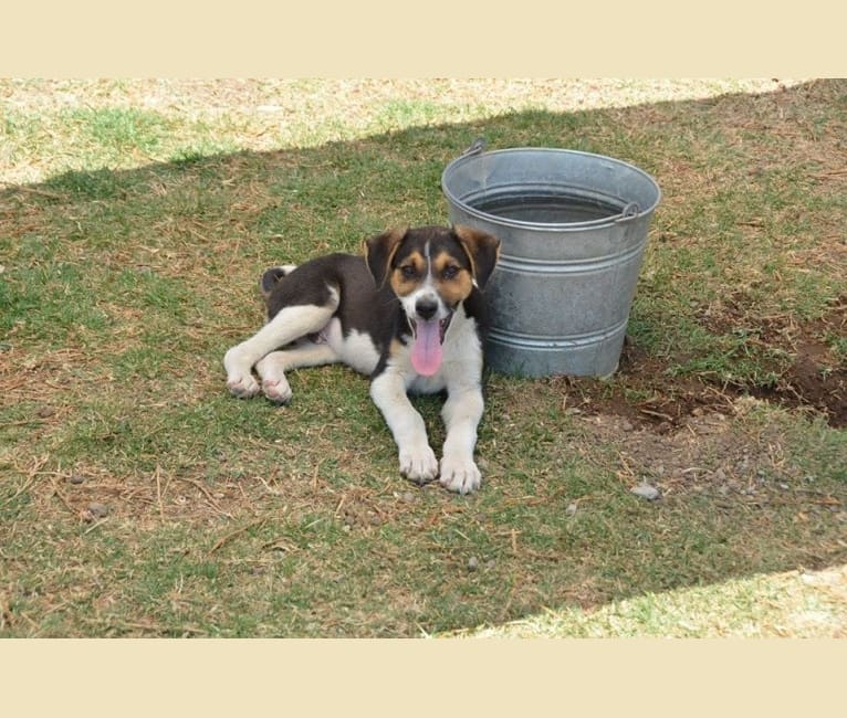 Hobbes, an American Village Dog tested with EmbarkVet.com