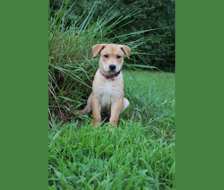 Fizz, a Carolina Dog tested with EmbarkVet.com