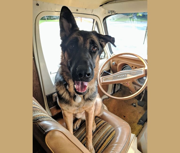 Brutus, a German Shepherd Dog and Samoyed mix tested with EmbarkVet.com