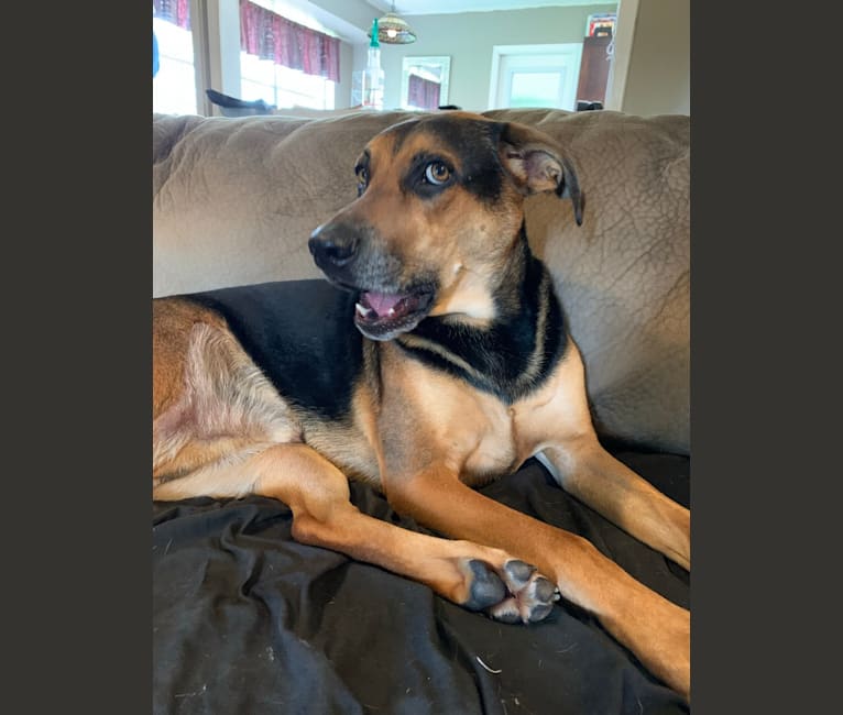 Jake Finn, a Catahoula Leopard Dog and German Shepherd Dog mix tested with EmbarkVet.com