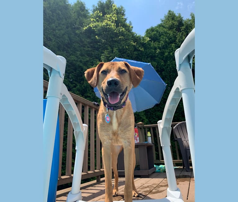 Embark Dog Dna Test Breed