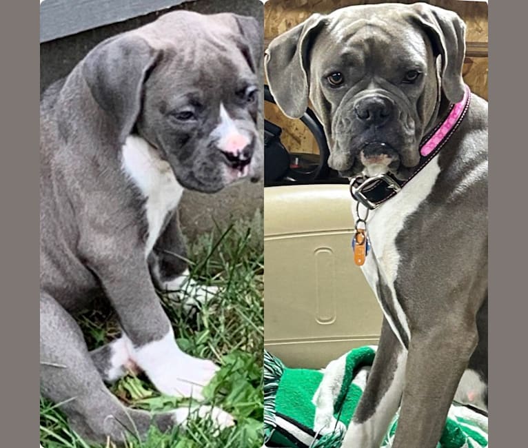 Boxer gray best sale dog