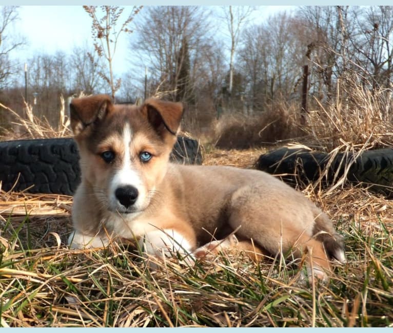 Kai, a Shetland Sheepdog and Siberian Husky mix tested with EmbarkVet.com