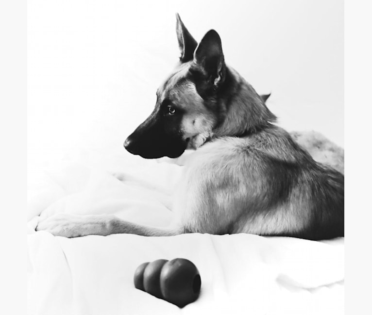 Photo of Thorin Oakenshield, a German Shepherd Dog 