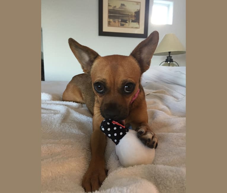 Dory, a Chihuahua and Dalmatian mix tested with EmbarkVet.com