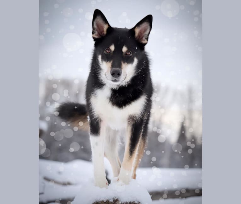 Koda, a Karelian Bear Dog and Laika mix tested with EmbarkVet.com