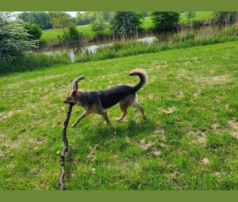 Hugs, a German Shepherd Dog tested with EmbarkVet.com