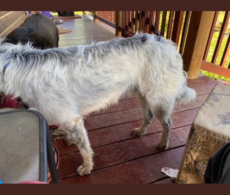 Sherlock Bones, an Australian Cattle Dog and Poodle (Standard) mix tested with EmbarkVet.com