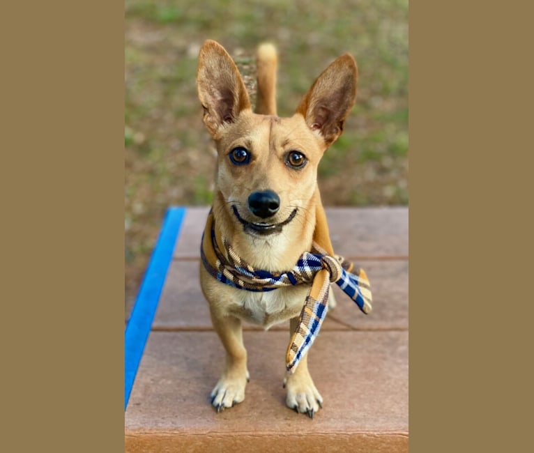 Finn, a Chihuahua and Bichon Frise mix tested with EmbarkVet.com