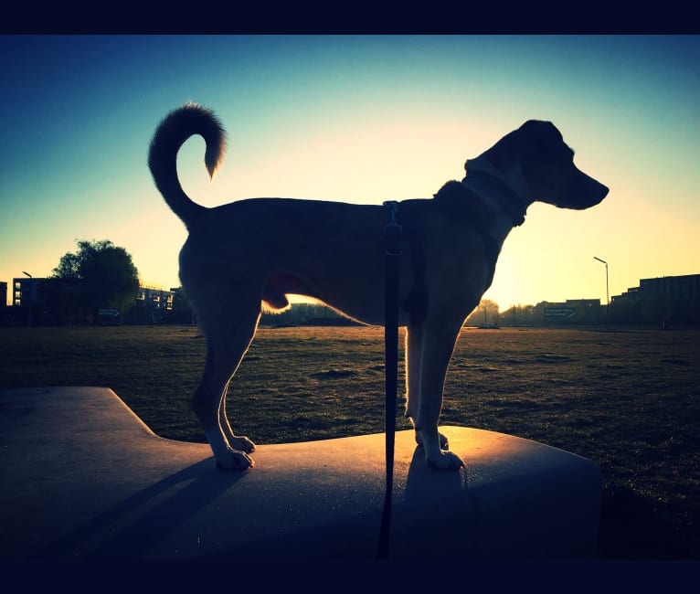 Newt, an Eastern European Village Dog tested with EmbarkVet.com