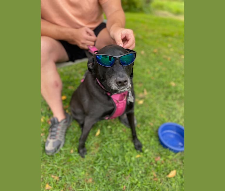 Gigi, a Great Pyrenees and Labrador Retriever mix tested with EmbarkVet.com