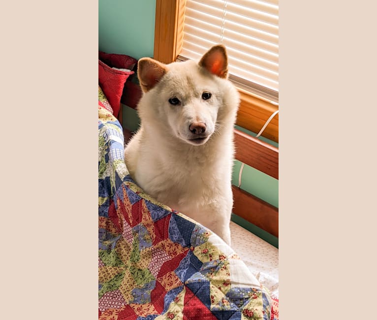 Gnocchi, a Shiba Inu tested with EmbarkVet.com