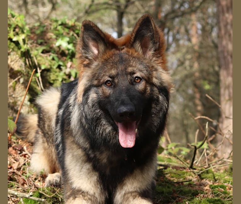 Fëalócëllen Eltänin, a German Shepherd Dog tested with EmbarkVet.com