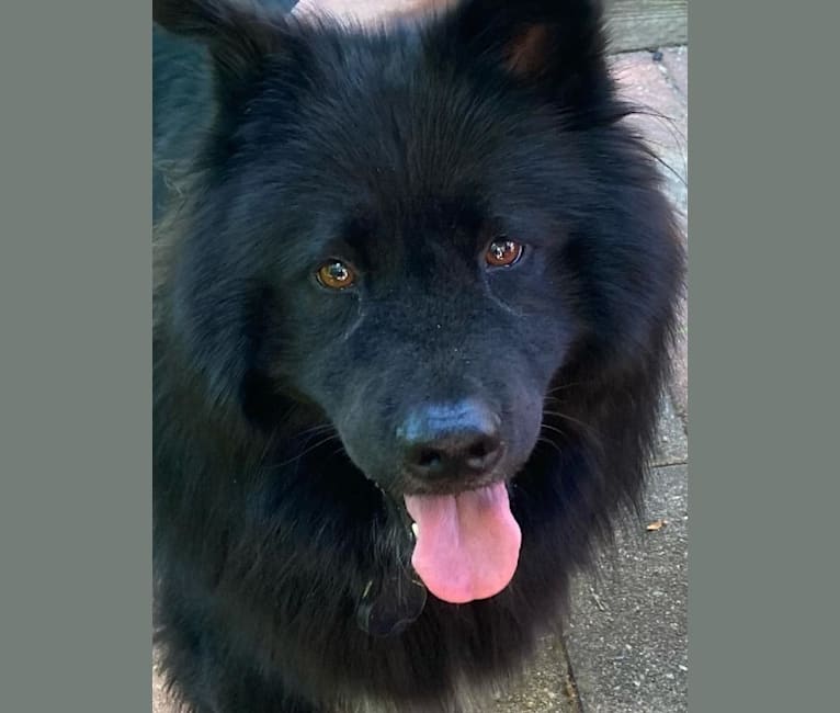 BB, a Chow Chow and Staffordshire Terrier mix tested with EmbarkVet.com