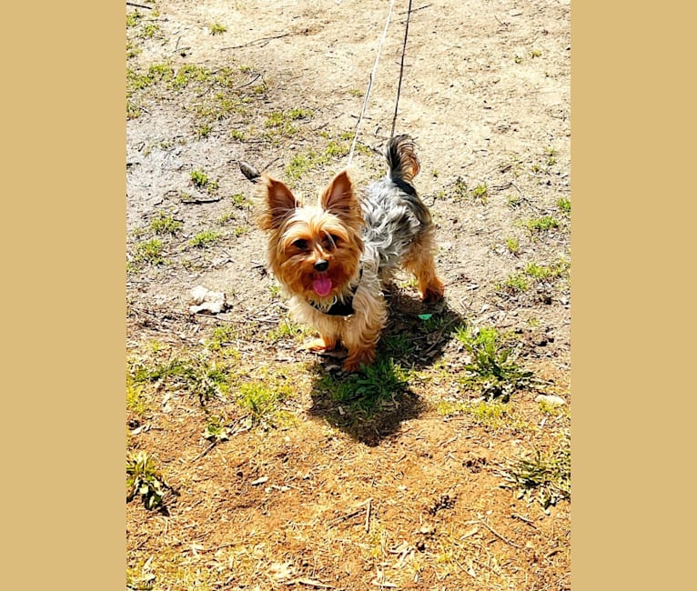 Oliver, a Silky Terrier tested with EmbarkVet.com