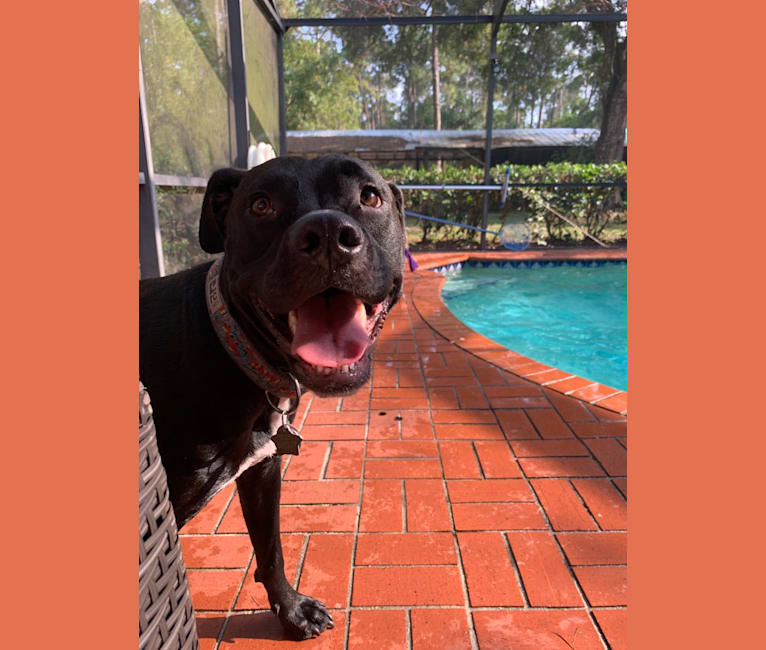 Oliver, an American Pit Bull Terrier and American Staffordshire Terrier mix tested with EmbarkVet.com