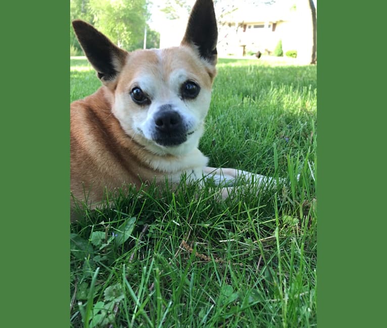Frankie, a Chihuahua and Miniature Pinscher mix tested with EmbarkVet.com