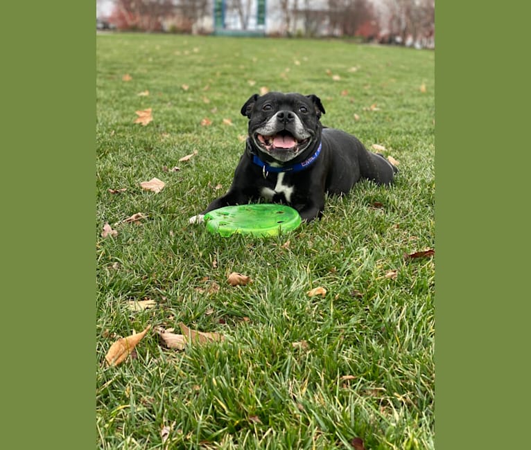 Emily, a Staffordshire Bull Terrier tested with EmbarkVet.com