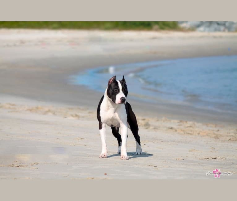 Bikini, an American Staffordshire Terrier tested with EmbarkVet.com