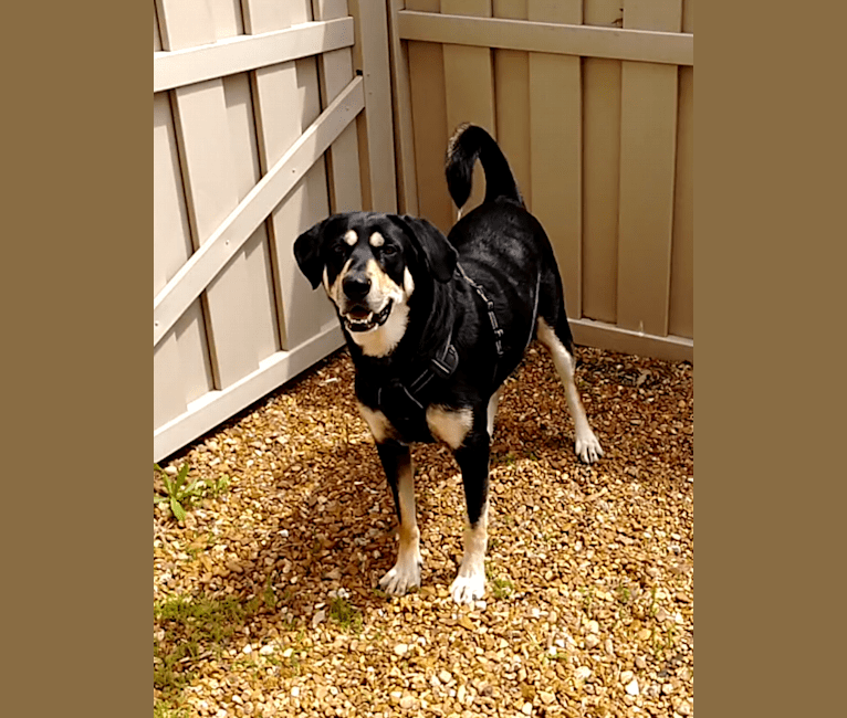 Elvis, a Bluetick Coonhound and Alaskan Malamute mix tested with EmbarkVet.com