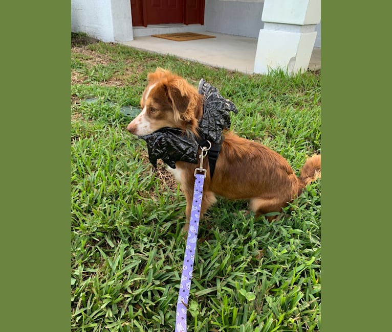 Nova, a Chihuahua and Rat Terrier mix tested with EmbarkVet.com