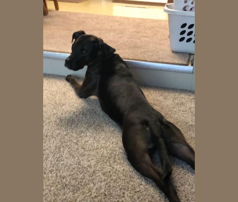 Axel, a Staffordshire Terrier and Rottweiler mix tested with EmbarkVet.com