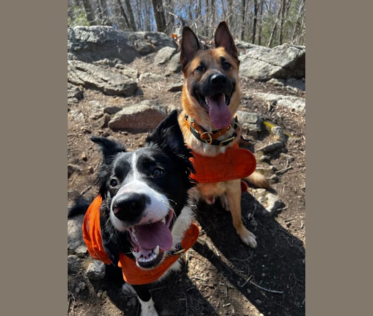 Arlo, a Border Collie tested with EmbarkVet.com