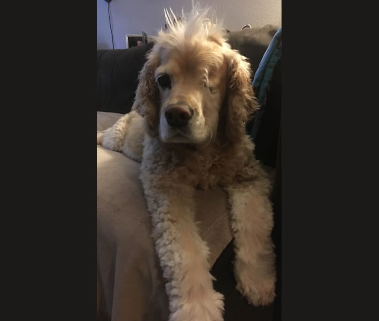 Lhasa apso store spaniel mix