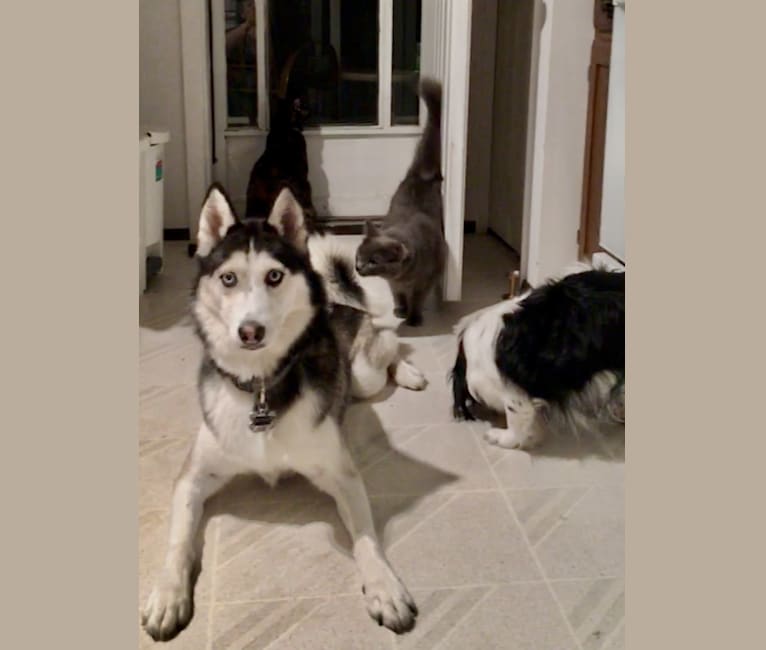 Nevada Rose Wilson, a Siberian Husky and American Eskimo Dog mix tested with EmbarkVet.com