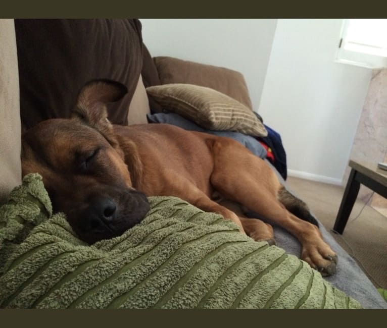 Jax, an American Pit Bull Terrier and Chow Chow mix tested with EmbarkVet.com