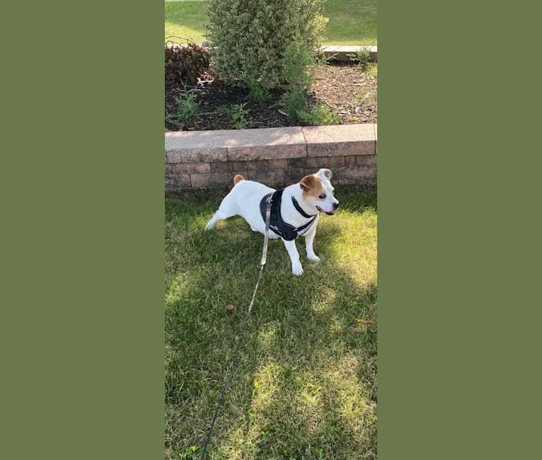 Jack-Jack Mullingham, a Pekingese and Russell-type Terrier mix tested with EmbarkVet.com