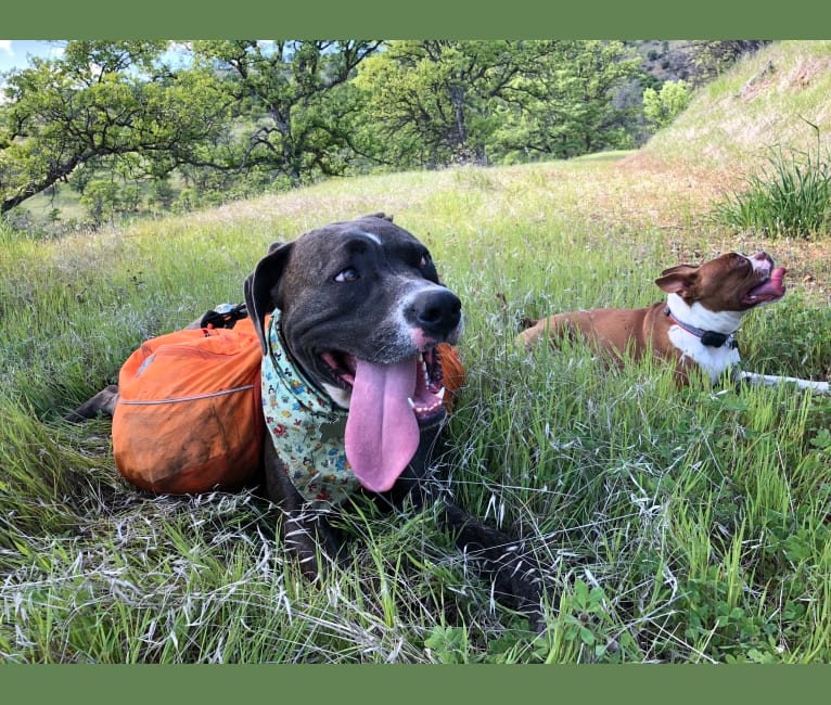 Layla, an American Pit Bull Terrier and American Staffordshire Terrier mix tested with EmbarkVet.com