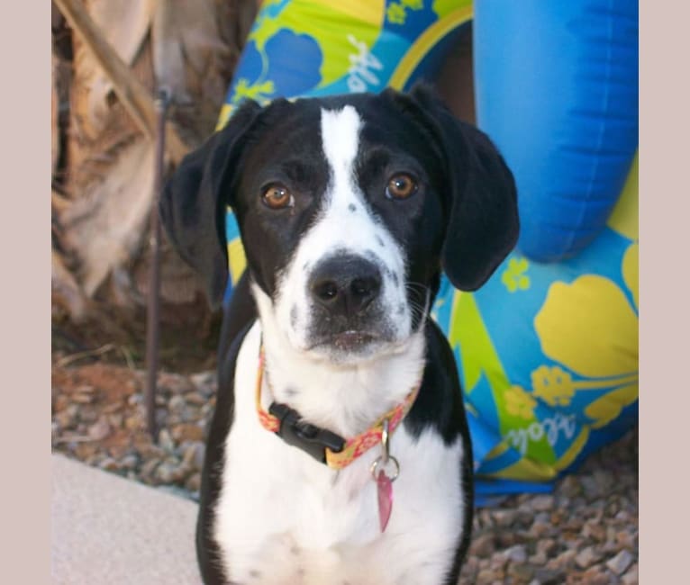 Kaia, a Border Collie and Pointer mix tested with EmbarkVet.com