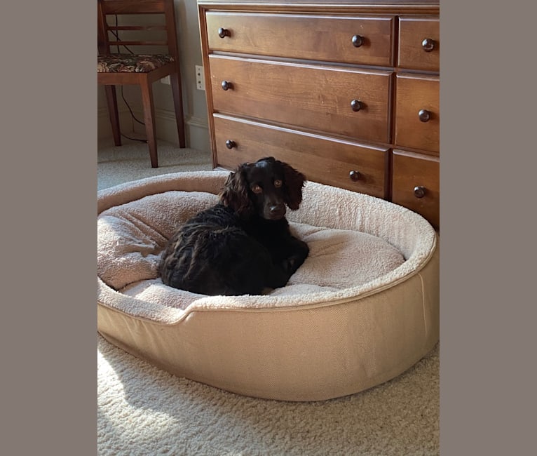 Rosie, a Boykin Spaniel tested with EmbarkVet.com