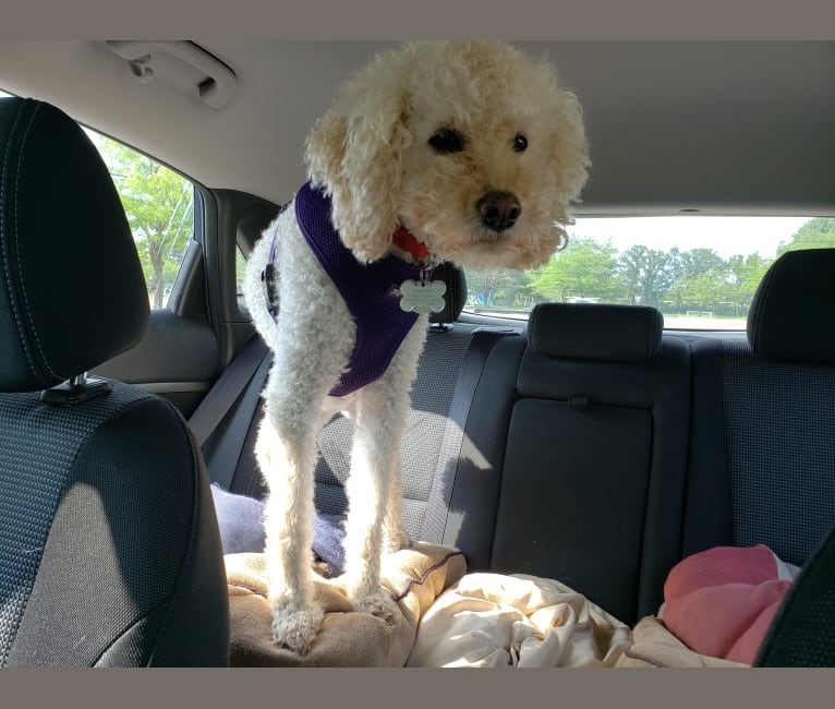 Mischief, a Cocker Spaniel and Poodle (Small) mix tested with EmbarkVet.com