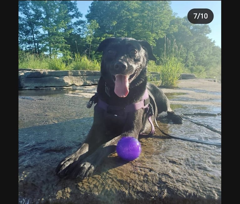 Venom Butterball Shuhart, a Boxer and Chow Chow mix tested with EmbarkVet.com