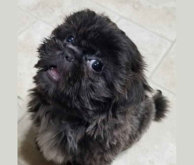 Morpheus, a Shih Tzu tested with EmbarkVet.com