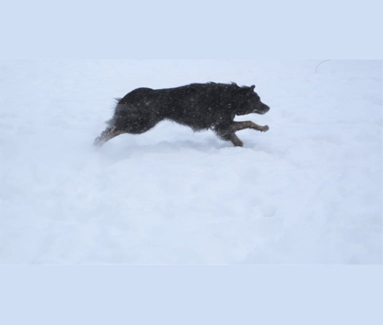 Bear, a Golden Retriever and German Shepherd Dog mix tested with EmbarkVet.com