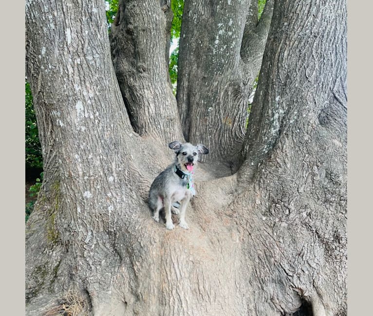 Napoleon, a Chihuahua and Pekingese mix tested with EmbarkVet.com