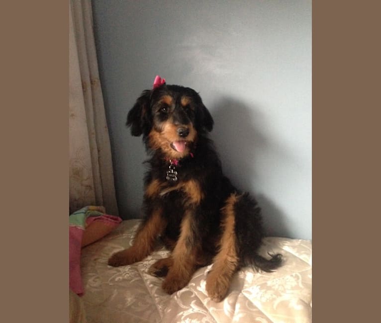 Photo of Hayley, an Aussiedoodle  in Ontario, Canada