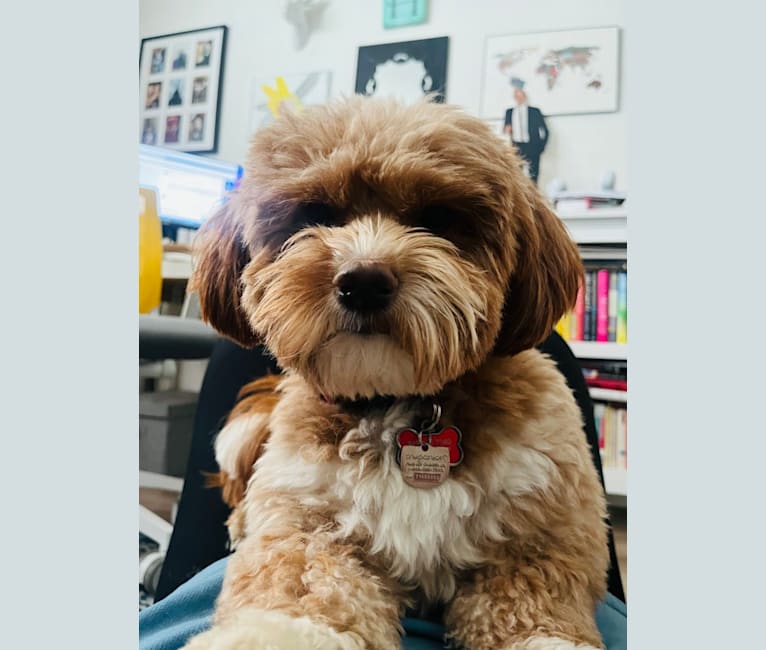 Turner, a Japanese or Korean Village Dog and Cocker Spaniel mix tested with EmbarkVet.com