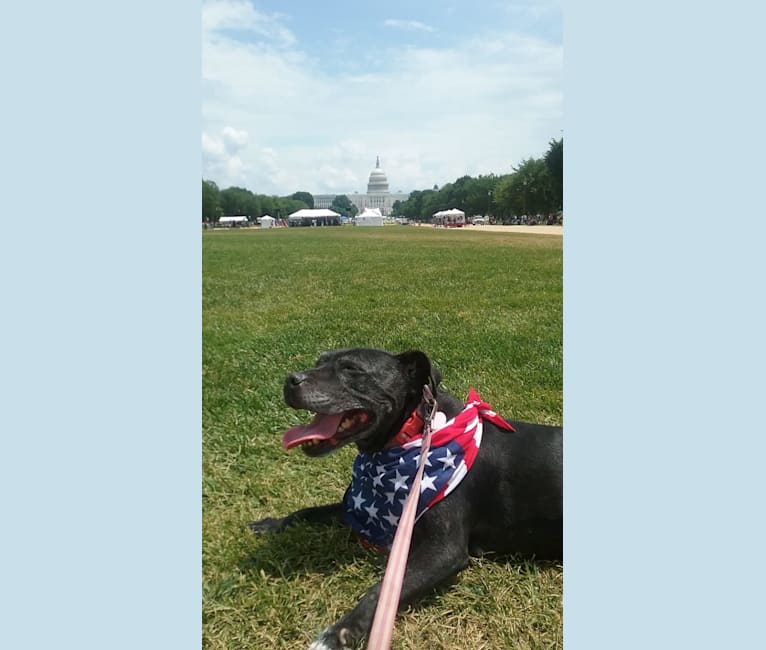 Leela, a Staffordshire Bull Terrier tested with EmbarkVet.com