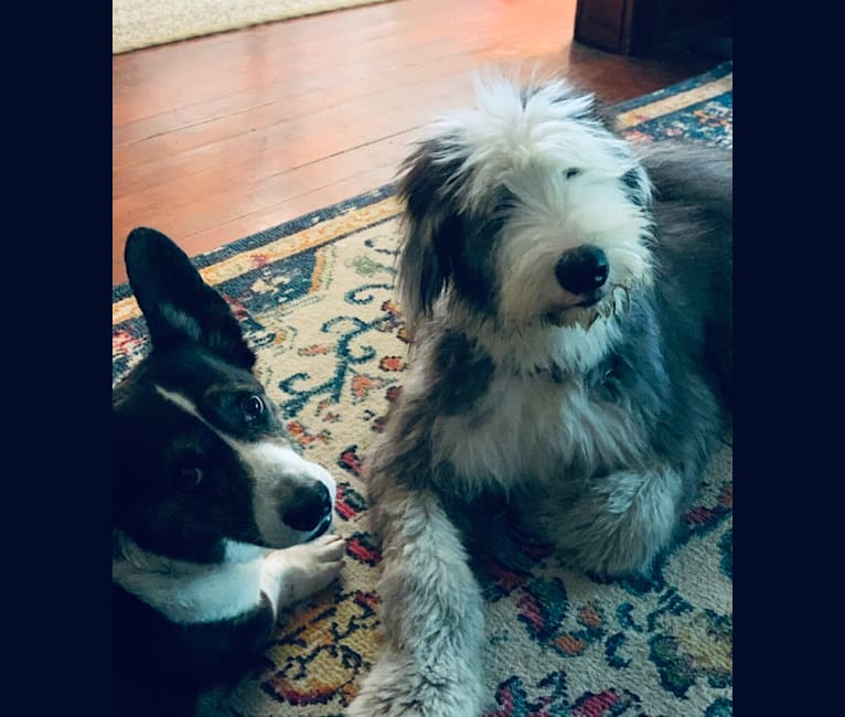 Fred, an Old English Sheepdog and Siberian Husky mix tested with EmbarkVet.com