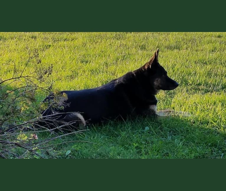 Ilsa, a German Shepherd Dog and Siberian Husky mix tested with EmbarkVet.com