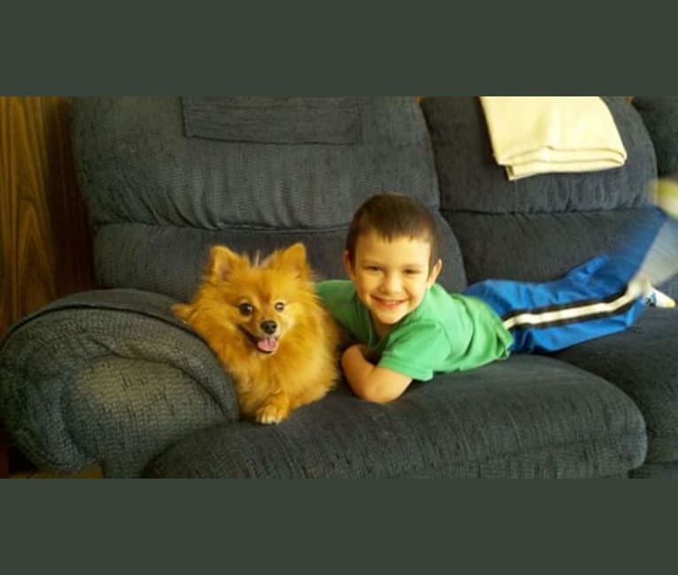 Zeke, a Pomeranian tested with EmbarkVet.com