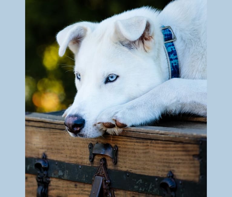 Dash, a Siberian Husky and German Shepherd Dog mix tested with EmbarkVet.com